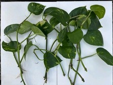 Homegrown pothos plant for sale  LONDON