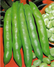 Broad bean grano for sale  SALISBURY