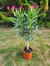 Oreander mini tree for sale  OXFORD