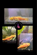 Pleco blue eyed d'occasion  Expédié en Belgium