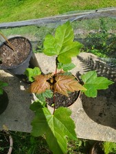 Sycamore tree sapling for sale  NEWCASTLE UPON TYNE