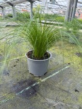 Ponytail gras stylisches gebraucht kaufen  Trappenkamp