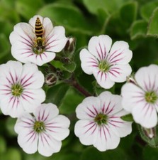 Mouse ear gypsophila for sale  LONDON