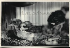 1984 press photo for sale  Memphis