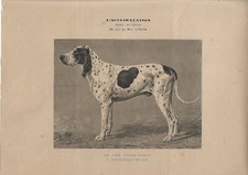 Antique print dog d'occasion  Expédié en Belgium