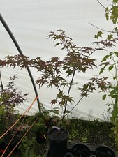 Acer palmatum fred for sale  Hendersonville