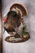 Rio turkey taxidermy for sale  Wrightstown
