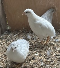 Quail cpq button for sale  MARTOCK