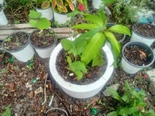 Mango papaya banana for sale  Sebring