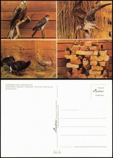 Bad buchau federseemuseum gebraucht kaufen Bad buchau federseemuseum gebraucht kaufen  Ortrand