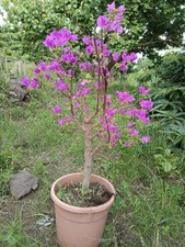 Bougainvillea bonsai vaso usato  Giarre