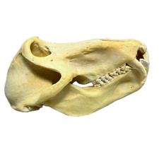 baboon skull for sale baboon skull for sale Cypress