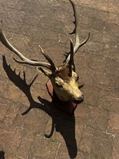 Deer head wall for sale  STOCKTON-ON-TEES
