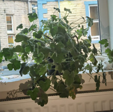 Peppermint scented geranium for sale  HEBDEN BRIDGE