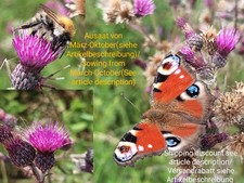 Sumpf kratzdistel cirsium gebraucht kaufen  Langenfeld (Rheinland)