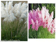 Cortaderia pampas grass for sale  DARLINGTON