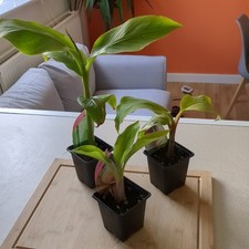 Hardy banana plant for sale  BURY
