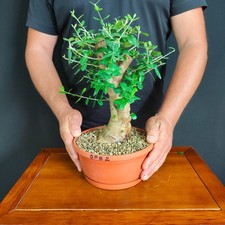 Pre bonsai shoin usato  San Pancrazio Salentino