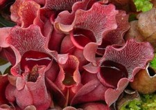 Sarracenia purpurea venosa usato  Italia