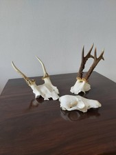Roe buck fallow for sale  MATLOCK