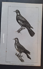 Bird buffalo engraving d'occasion  Expédié en Belgium