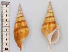 Coquillage collection strombid d'occasion  Saint-Jean-de-Sauves