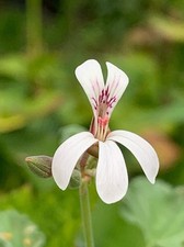 Pelargonium fragrans for sale  NORWICH