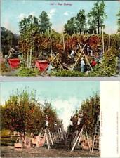 Vintage agriculture postcards for sale  Surprise