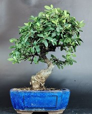 Piracanta bonsai. pyracantha usato  Cison di Valmarino