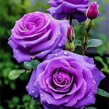 20pcs rare purple for sale  Staten Island