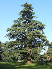 Deodar cedar cedrus for sale  Elko