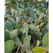 Semi ficoctus opuntia usato  Trappeto