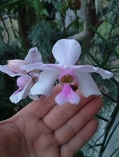 Papilionanthe teres gebraucht kaufen  Bad Kösen