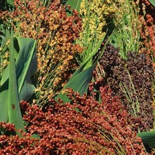 Broom corn seeds for sale  Sherwood