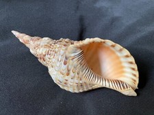 Charonia tritonis natural for sale  Port Townsend