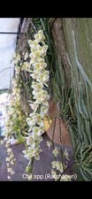 Chiloschista viridiflava ratch for sale  Orlando