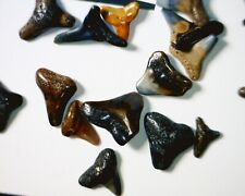 Shark teeth fossils for sale  Yorba Linda