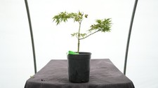 Acer palmatum lily for sale  Hendersonville