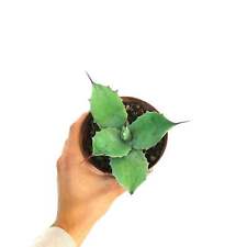 Agave ovatifolia agave usato  Napoli