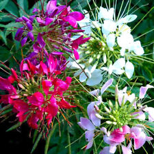 Mixed colors cleome for sale  Tarpon Springs