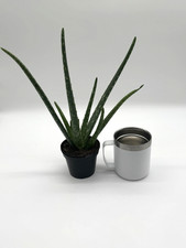 Aloe vera succulent for sale  Monroe