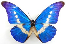 morpho gebraucht kaufen morpho gebraucht kaufen München