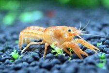 Mexican orange dwarf for sale  De Leon Springs