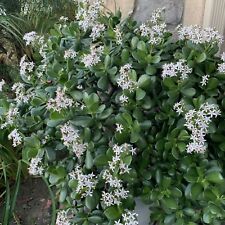 Jade crassula ovata for sale  Temecula