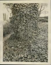 1966 press photo for sale  Memphis