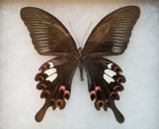 Papilio helenus real for sale  Auburn