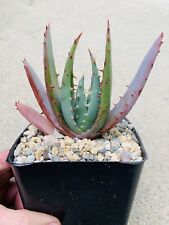 Aloe peglerae live for sale  Carlsbad