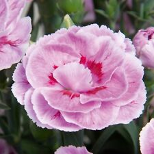 Dianthus carnation super for sale  WORKSOP