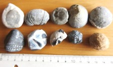 Fossile seeigel bruchstücke gebraucht kaufen  Hof