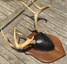 Whitetail deer antlers for sale  Waterford